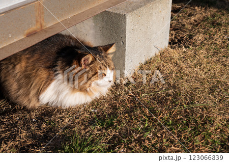 城ヶ島でお昼寝する猫 城ヶ島でお昼寝する猫 123066839