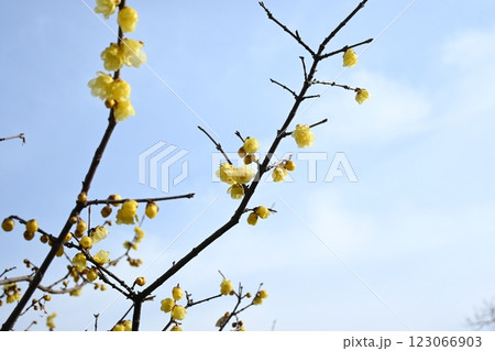 青空に映える蝋梅 123066903
