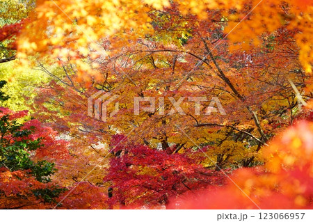 2024年京都・和束・正法寺の紅葉 123066957