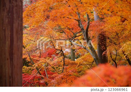 2024年京都・和束・正法寺の紅葉 2024年京都・和束・正法寺の紅葉 123066961