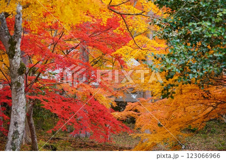 2024年京都・和束・正法寺の紅葉 123066966