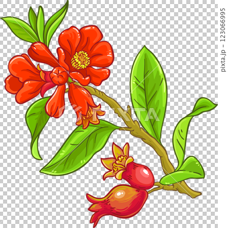 Pomegranate Branch with Flowers and Leaves Colored Detailed Illustration. Organic natural nutritional healthy food ingredient, vegetarian diet product. Pomegranate Branch with Flowers and Leaves Colored Detailed Illustration. Organic natural nutritional healthy food ingredient, vegetarian diet product. 123066995
