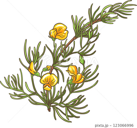 Rooibos Branch Colored Detailed Illustration Rooibos Branch Colored Detailed Illustration 123066996