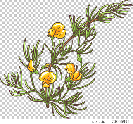 Rooibos Branch Colored Detailed Illustration 123066996