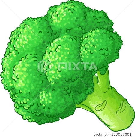 Broccolii Colored Detailed llustration 123067001