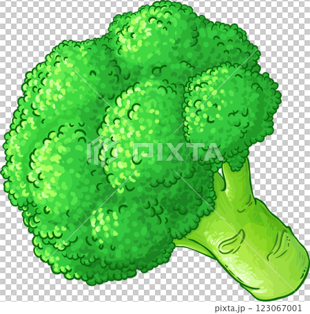 Broccolii Colored Detailed llustration 123067001