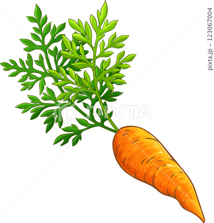 Carrot Root Colored Detailed Illustration 123067004