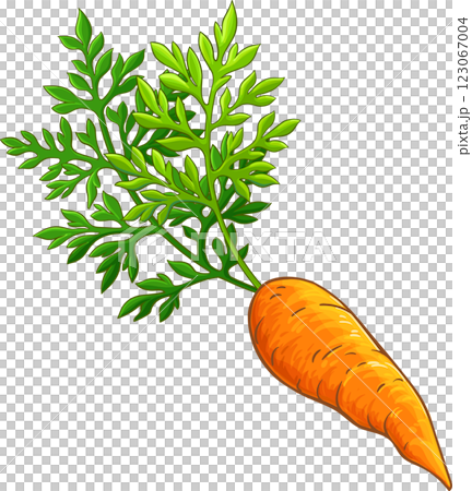 Carrot Root Colored Detailed Illustration 123067004