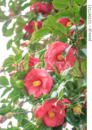 赤い椿の花 赤い椿の花 123067321