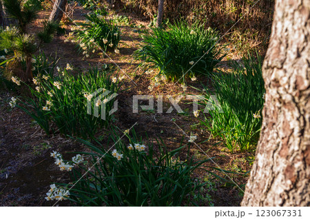 城ヶ島に咲くニホンズイセン 123067331