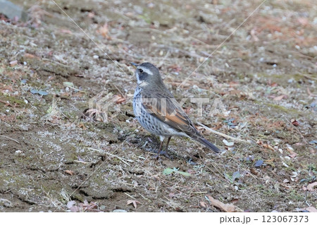 スズメ 123067373