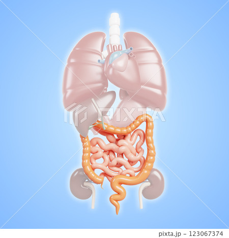 3d anatomy human internal organs. Medical poster with heart, lungs, liver, kidneys, stomach, colon, small intestine blue background. Gastrointestinal tract, digestive system concept. 3D illustration 3d anatomy human internal organs. Medical poster with heart, lungs, liver, kidneys, stomach, colon, small intestine blue background. Gastrointestinal tract, digestive system concept. 3D illustration 123067374
