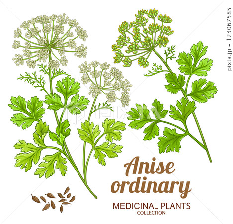 Anise Ordinary Colored Detailed Illustration 123067585