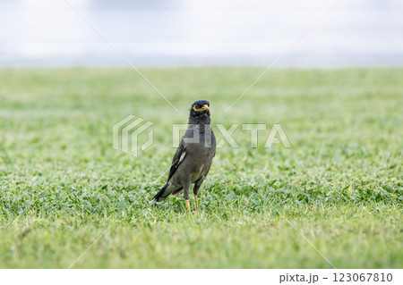common myna stands on a green lawn 123067810