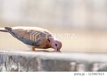 laughing dove drink water from fountain 123067813