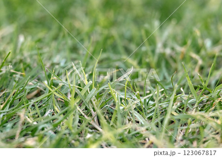 Green mown lawn, natural background, selective focus 123067817