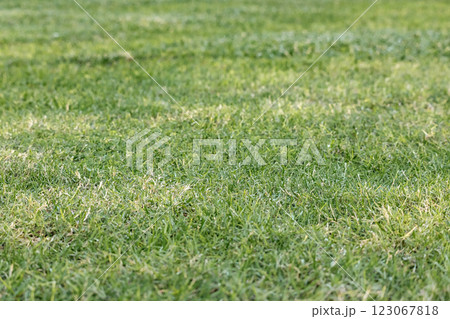 Green mown lawn, natural background 123067818