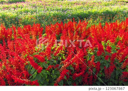 高崎市 鼻高展望花の丘 サルビア畑の向こうには千日紅畑 123067867
