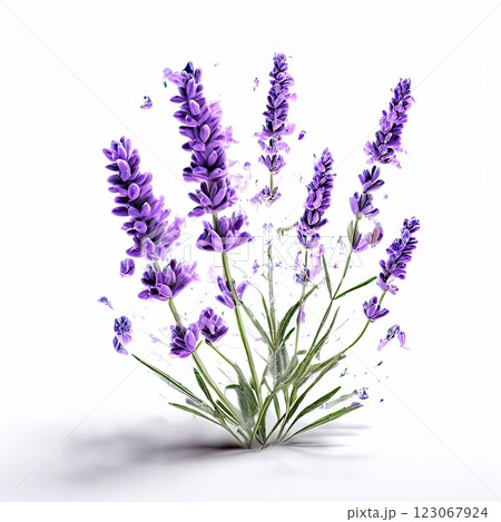 the AI Image Generator, Vibrant Lavender Blooms on a Dark Background Capturing the AI Image Generator, Vibrant Lavender Blooms on a Dark Background Capturing 123067924