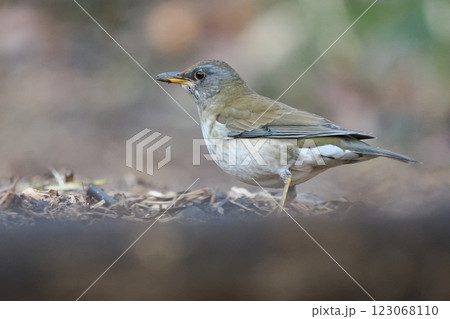 シロハラ 123068110