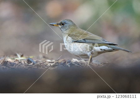 シロハラ 123068111