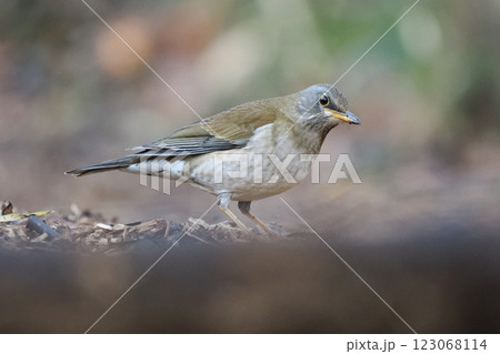 シロハラ 123068114