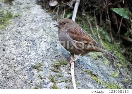 カヤクグリ 123068116