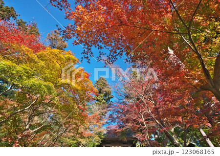 秋の鎌倉 円覚寺総門前を彩る鮮やかな紅葉を見上げる 123068165