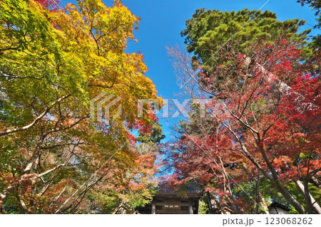 秋の鎌倉 円覚寺総門前の色とりどりの紅葉を見上げる 秋の鎌倉 円覚寺総門前の色とりどりの紅葉を見上げる 123068262