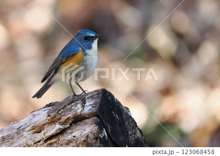 青い鳥_ルリビタキの雄 青い鳥_ルリビタキの雄 123068458