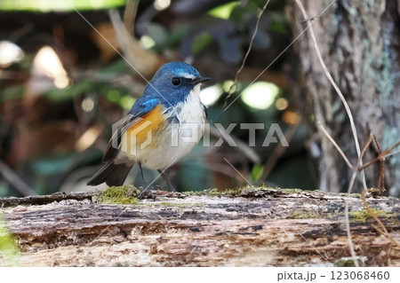 青い鳥_ルリビタキの雄 青い鳥_ルリビタキの雄 123068460