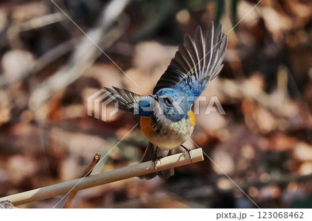 青い鳥_ルリビタキの雄 青い鳥_ルリビタキの雄 123068462