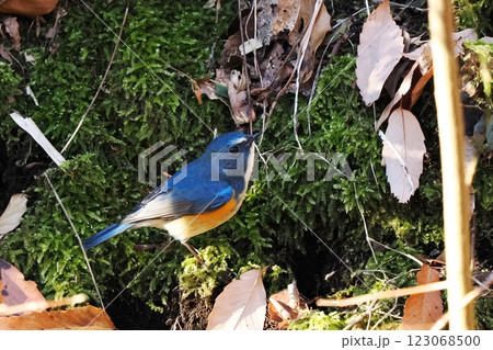 青い鳥_ルリビタキの雄 青い鳥_ルリビタキの雄 123068500