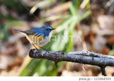 青い鳥_ルリビタキの雄 123068505