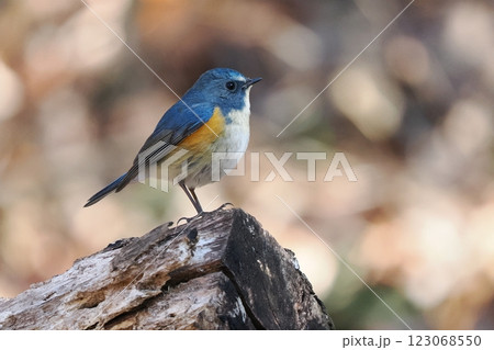 青い鳥_ルリビタキの雄 青い鳥_ルリビタキの雄 123068550