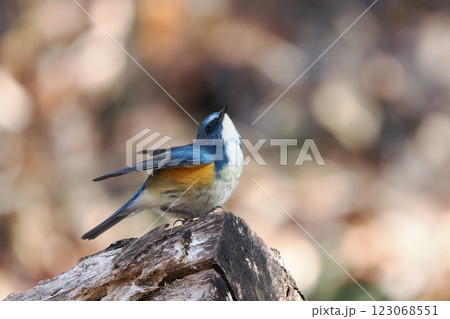 青い鳥_ルリビタキの雄 青い鳥_ルリビタキの雄 123068551