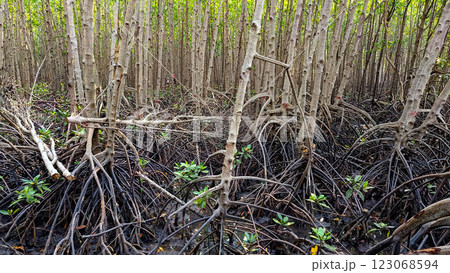 close-up view of a mangrove forest with exposed roots, green leaves, of Laem Sadet Beach Chanthaburi Province, Thailand 123068594
