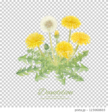 用水彩繪製的蒲公英花和絨毛的向量插圖 123068603
