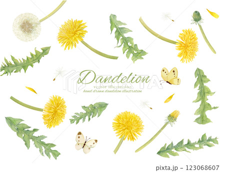 水彩手書きのたんぽぽの花と綿毛のベクターカッチラスト 123068607