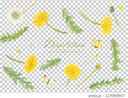 水彩手書きのたんぽぽの花と綿毛のベクターカッチラスト 123068607
