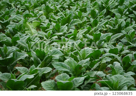 Planting a row of tobacco plants in a farmer's field. Planting a row of tobacco plants in a farmer's field. 123068635