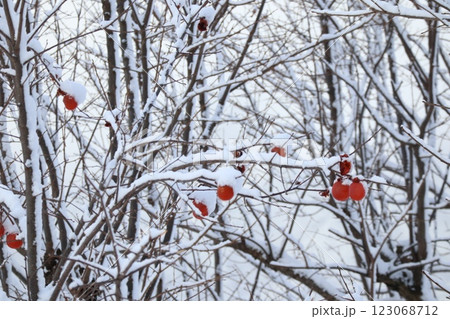 雪の積もった枝に残っている赤い柿 雪の積もった枝に残っている赤い柿 123068712
