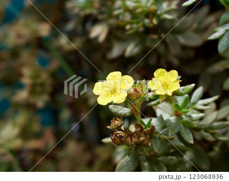 Potentilla fruticosa with yellow flowers in summer Potentilla fruticosa with yellow flowers in summer 123068936