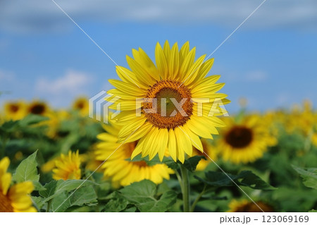 大牟田市　ひまわり畑、 123069169