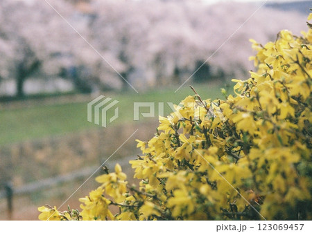 多摩市　春の黄色い花と満開の桜が咲く川沿いの並木道のフィルム写真 123069457