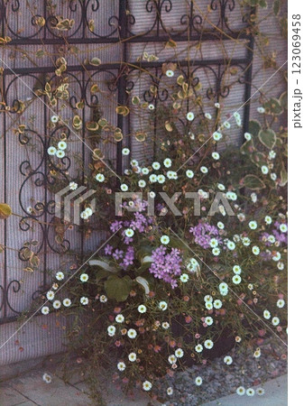 春に壁にそって咲く紫と白の小さな花のフィルム写真 123069458