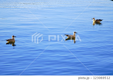 Three seagulls gracefully floating on calm blue water Three seagulls gracefully floating on calm blue water 123069512