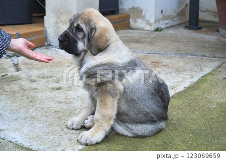 Spanish mastiff puppy sitting and looking at owner's hand 123069659