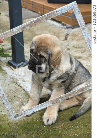 Spanish mastiff puppy framed by rustic wooden frame Spanish mastiff puppy framed by rustic wooden frame 123069673