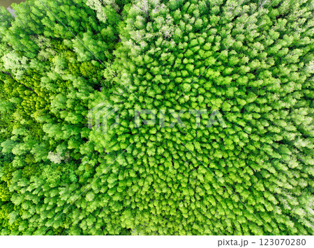 Aerial view mangrove forest ecosystem. Significant economic value in carbon credits, ecosystem services, and climate resilience. Conservation efforts ensure long-term coastal community protection. Aerial view mangrove forest ecosystem. Significant economic value in carbon credits, ecosystem services, and climate resilience. Conservation efforts ensure long-term coastal community protection. 123070280